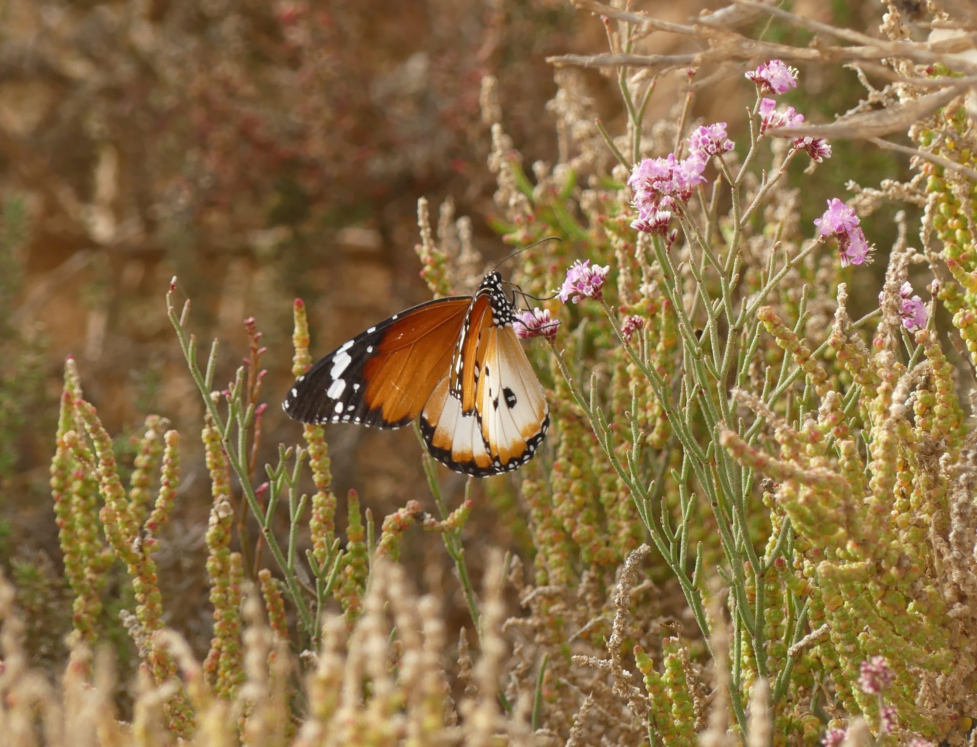 Mariposa monarca africana
