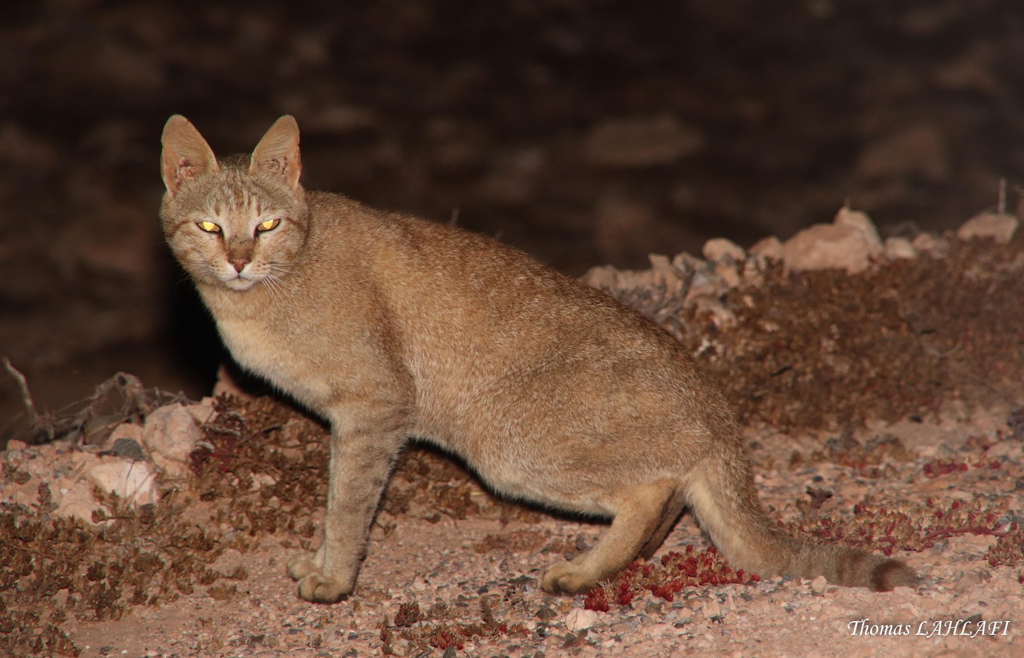Gato de las arenas