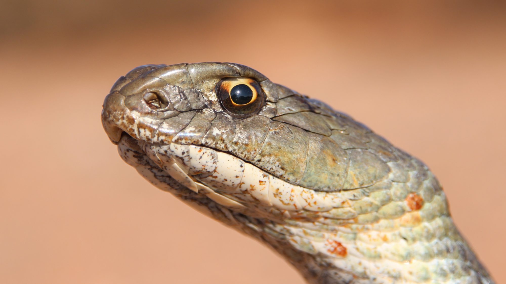 Culebra bastarda