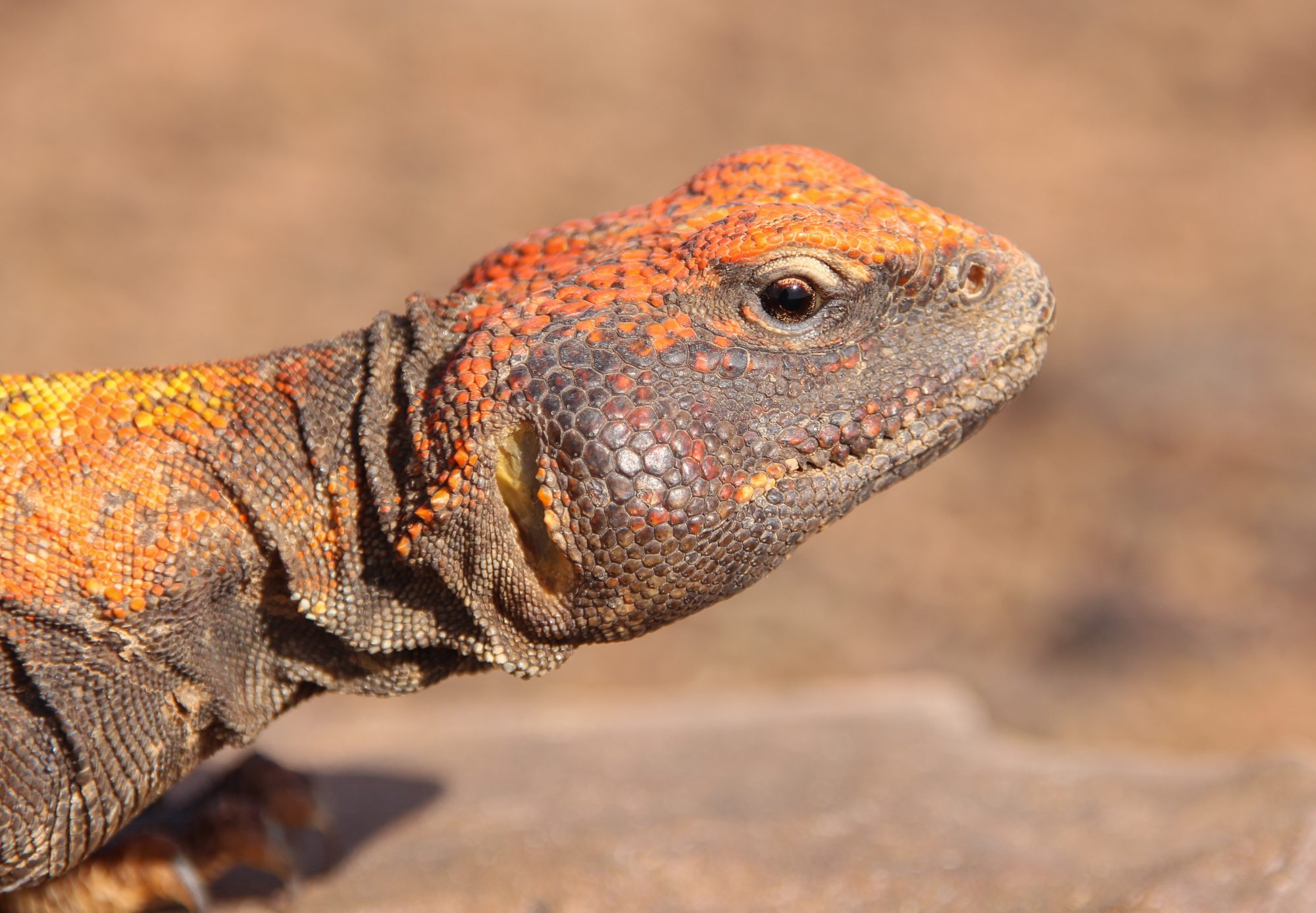 Lagarto de cola espinosa