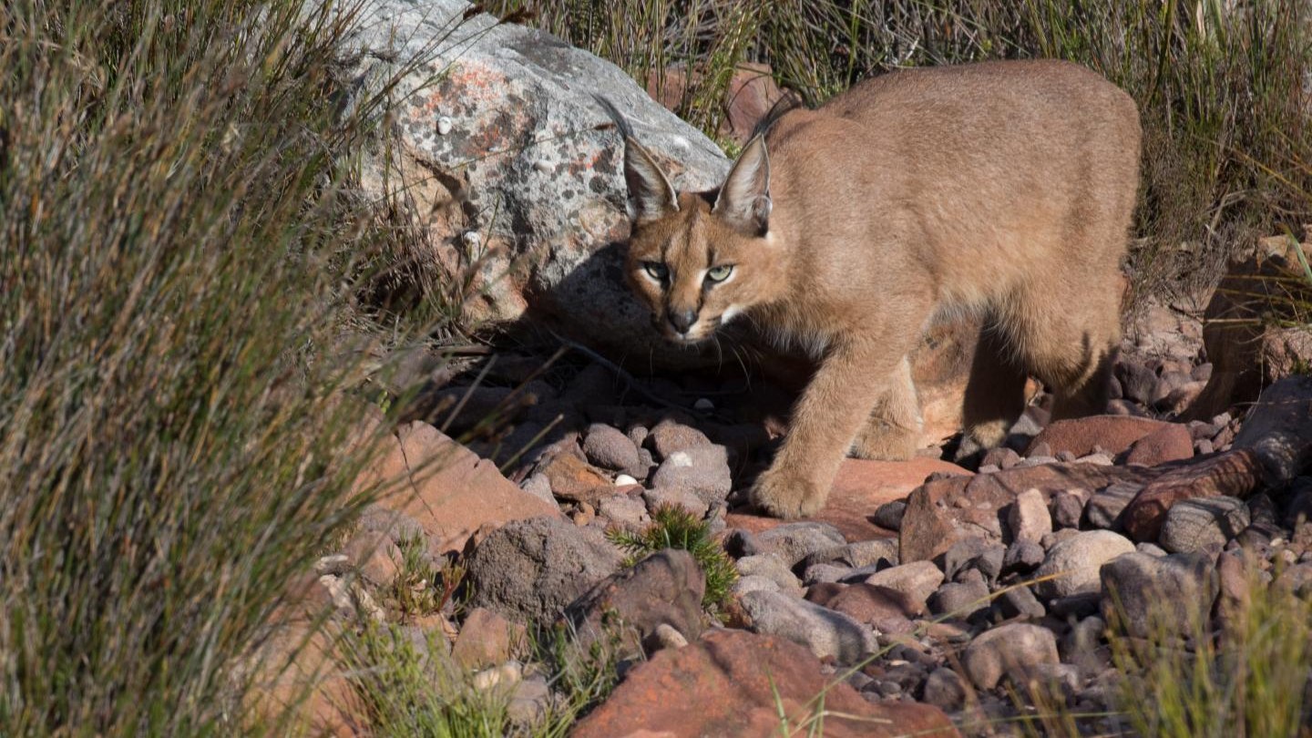 Caracal en el Atlas marroquí