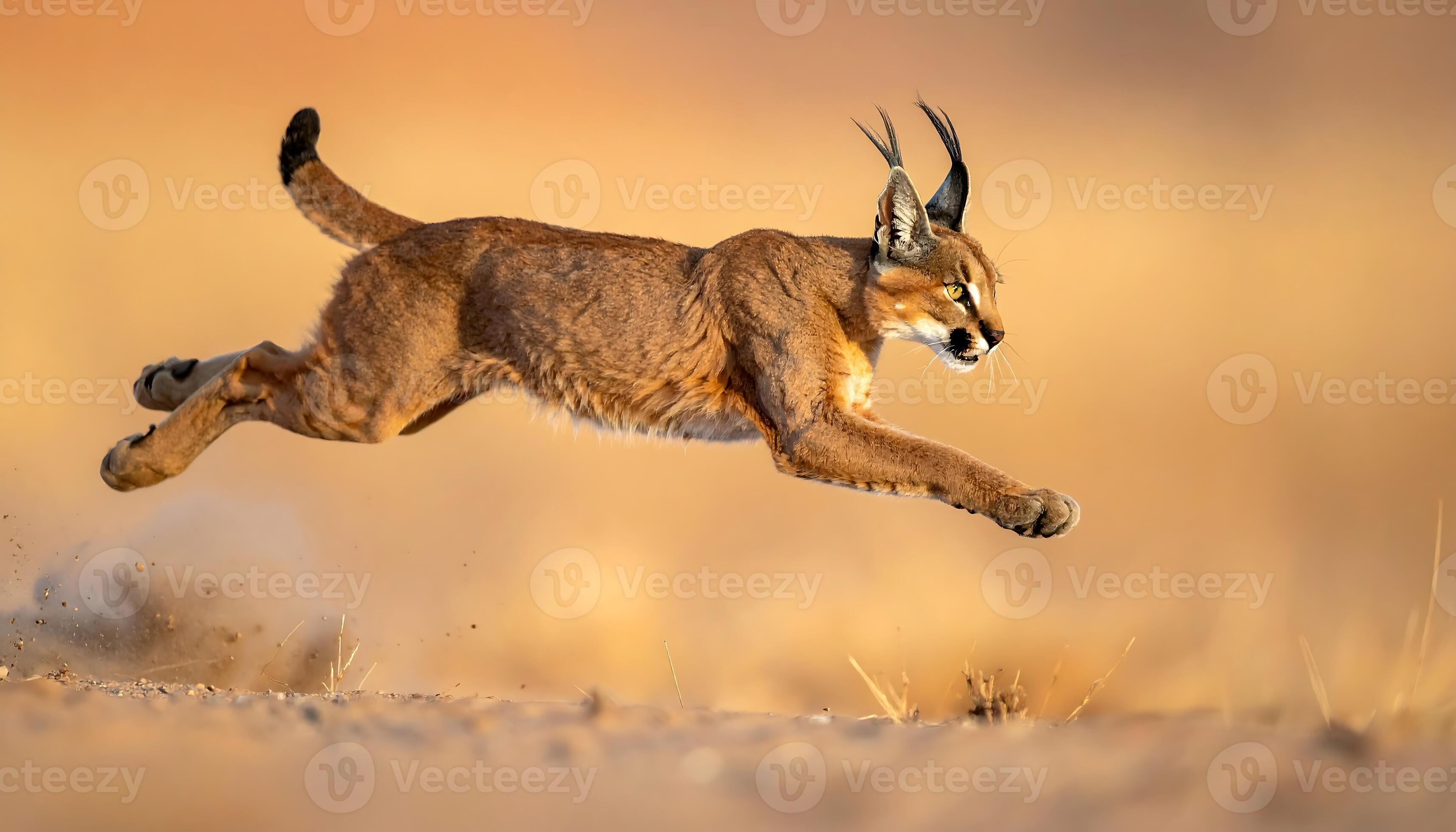 Caracal en el Atlas marroquí - imagen 2