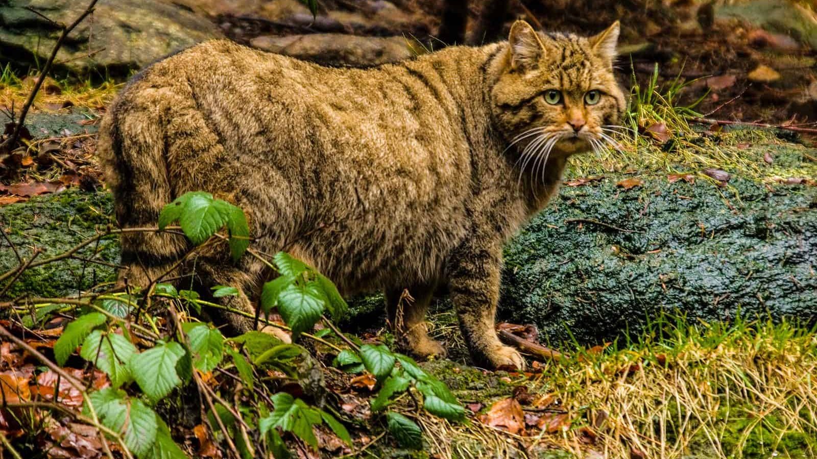 Gato montés en España