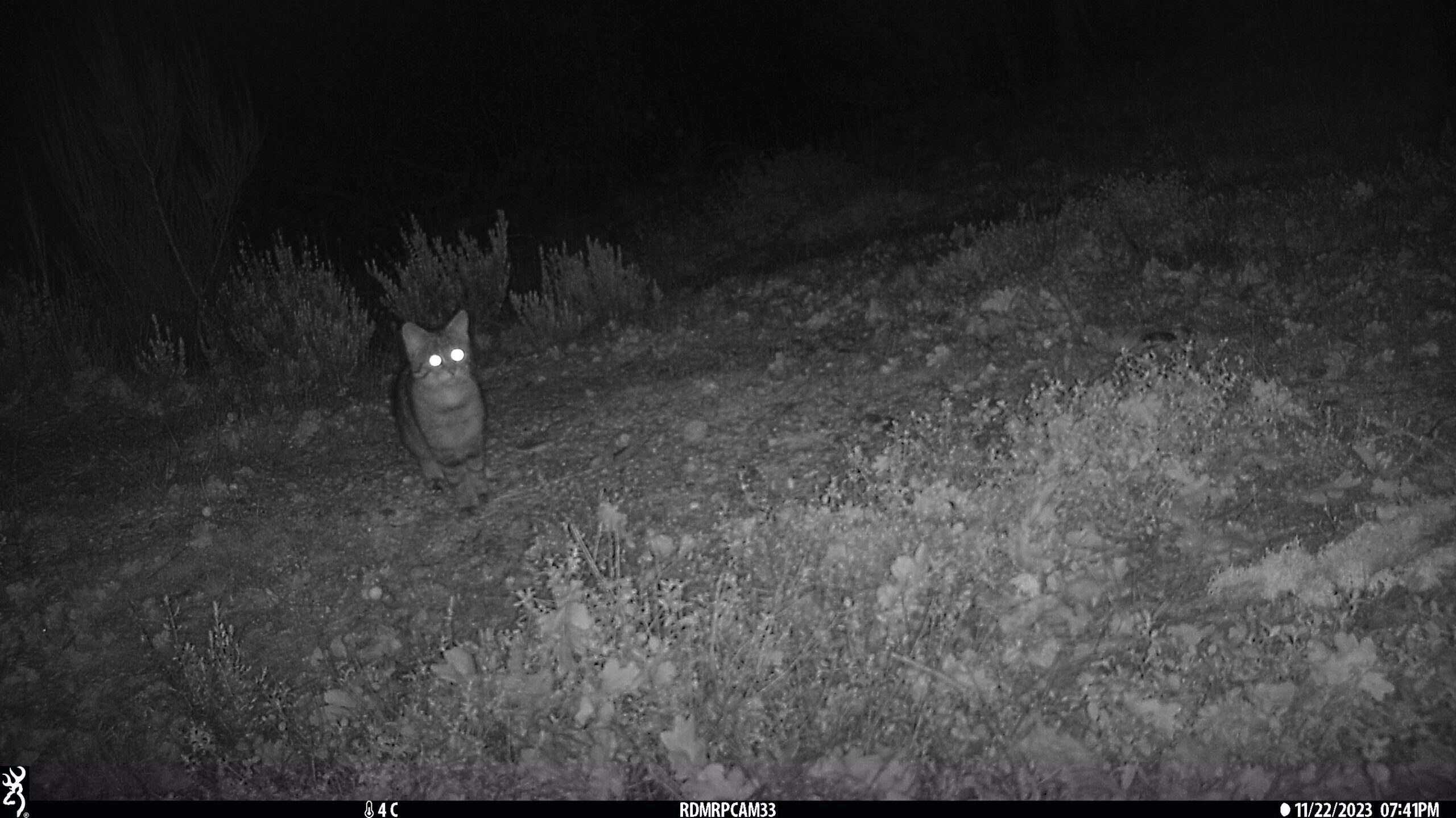 Gato montés en España - imagen 2