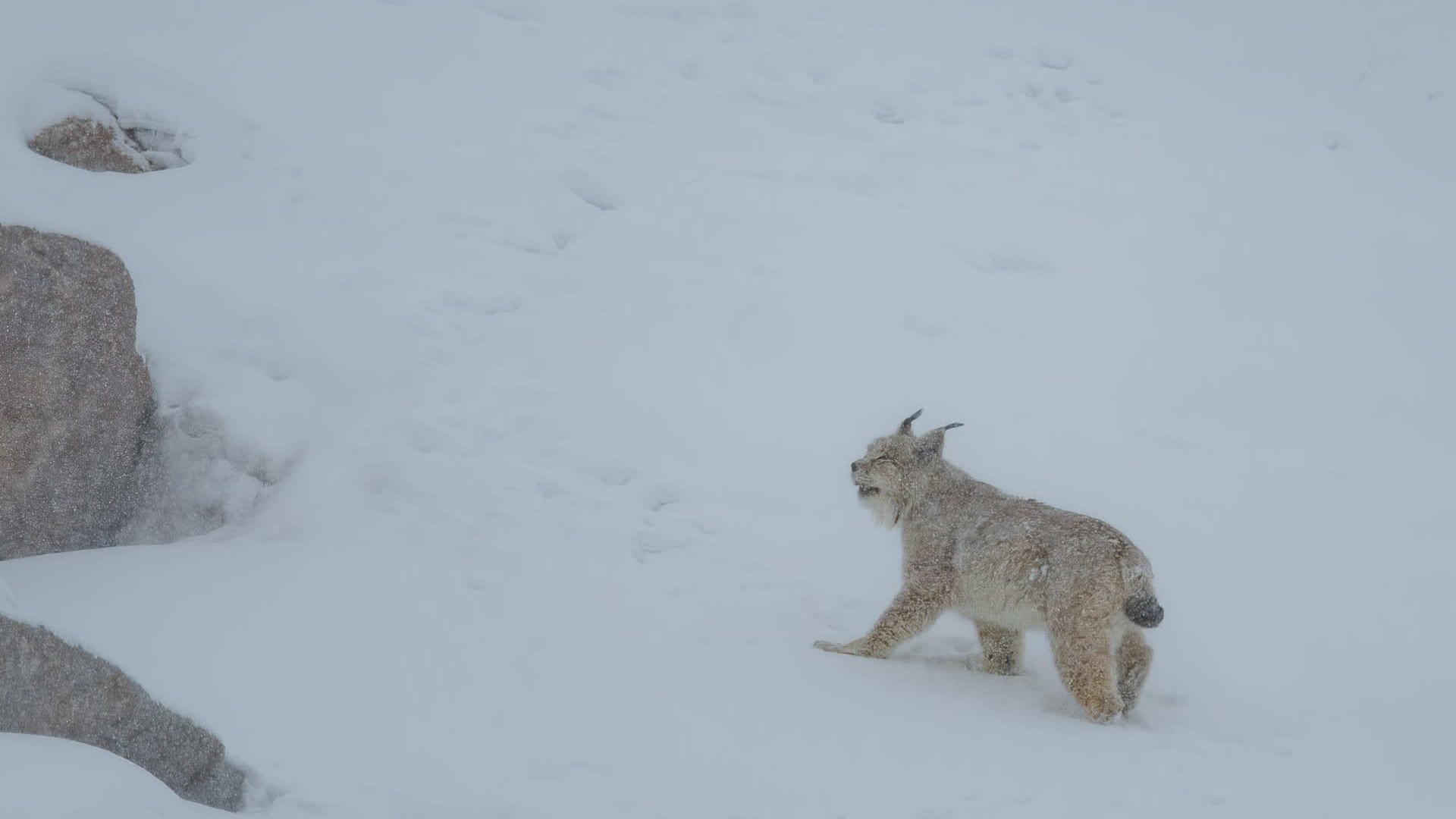 Lince del Himalaya