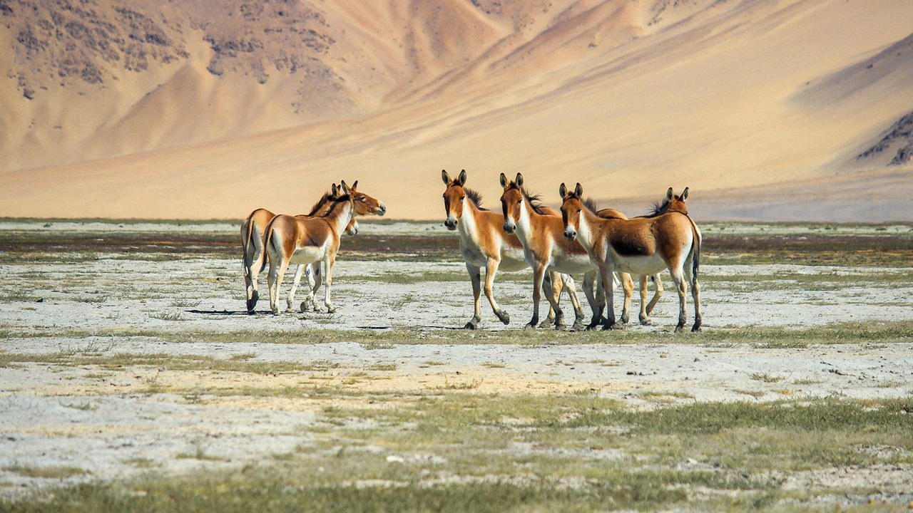 Lince del Himalaya - imagen 2