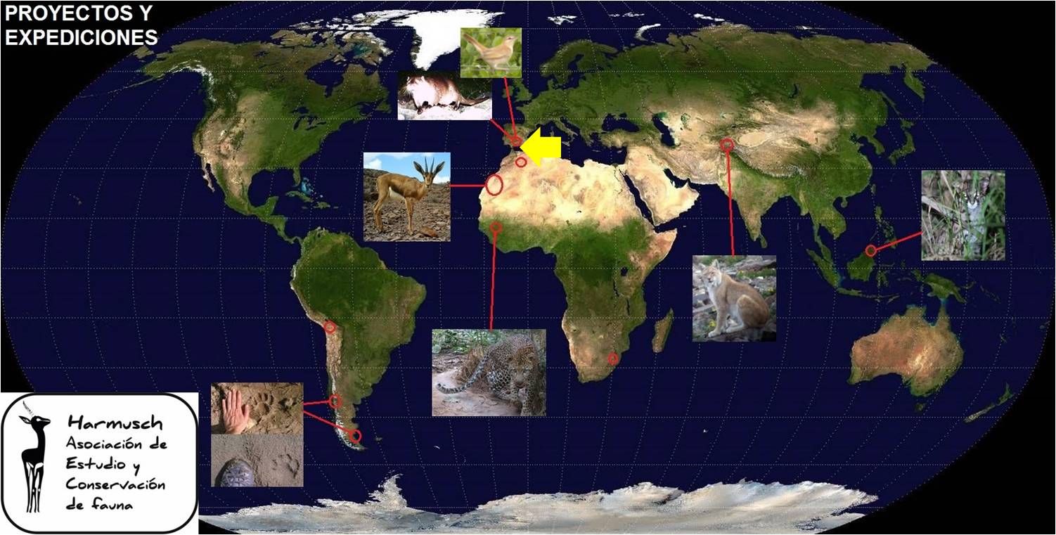 Macaco de Berbería y Águila real - imagen 3