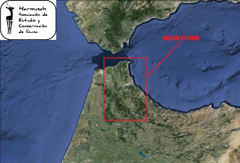 Macaco de Berbería y Águila real