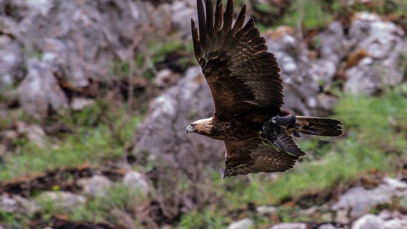 Rapaces rupícolas en Marruecos