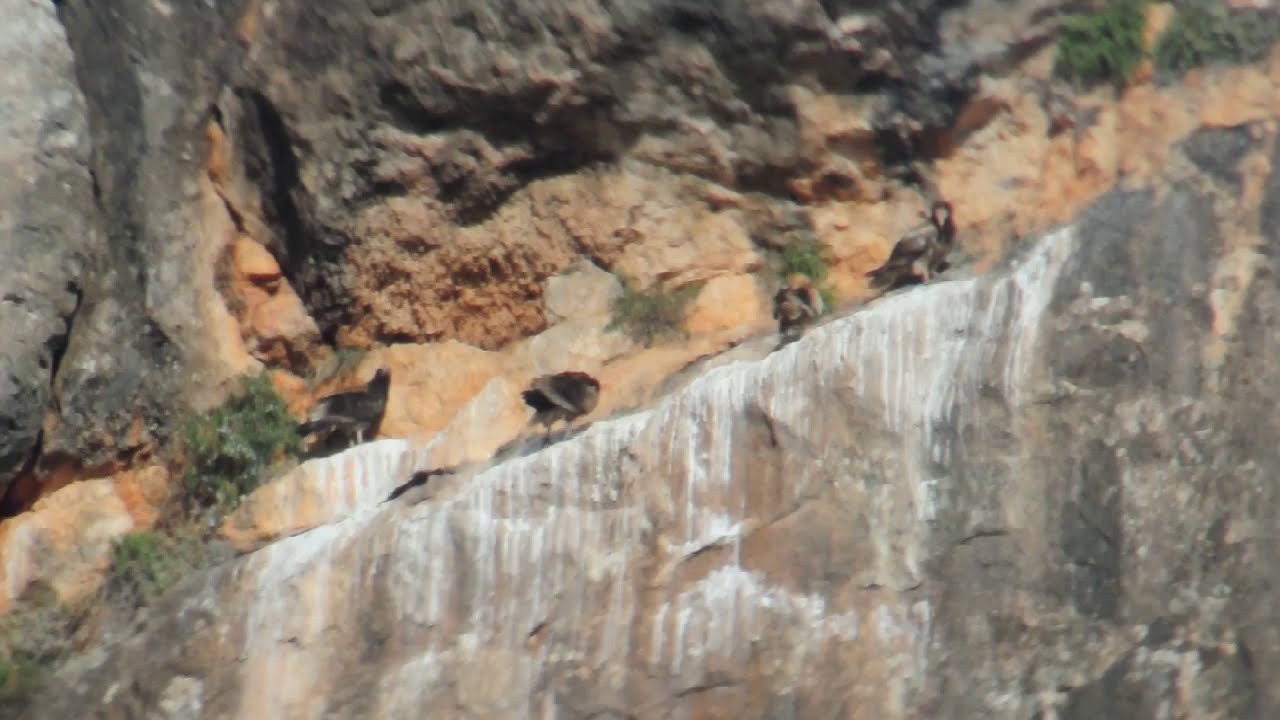 Rapaces rupícolas en Marruecos - imagen 2